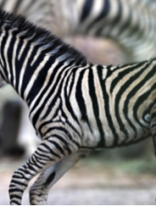 Non sappiamo più come gestire suo figlio!