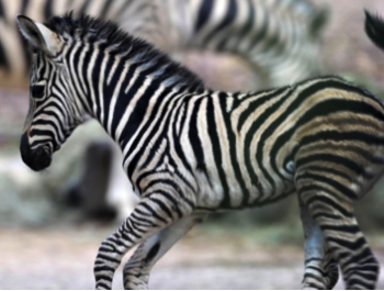 Non sappiamo più come gestire suo figlio!