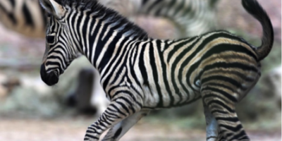 Non sappiamo più come gestire suo figlio!