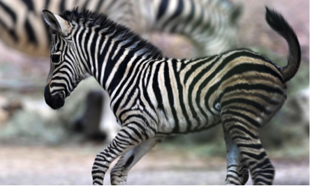 Non sappiamo più come gestire suo figlio!